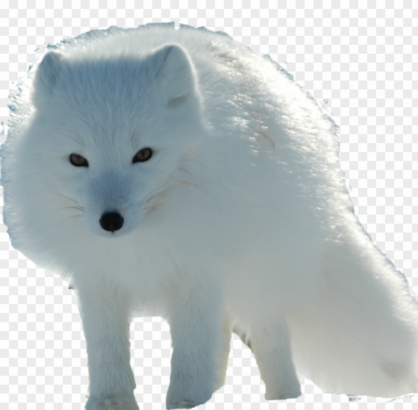 Fox Arctic Red Canadian Eskimo Dog PNG