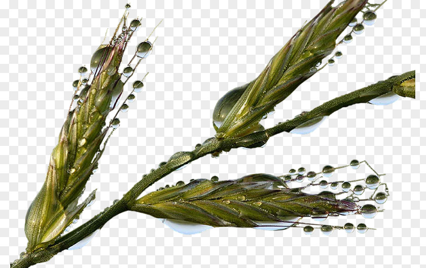Green Wheat Common Crop Gratis PNG