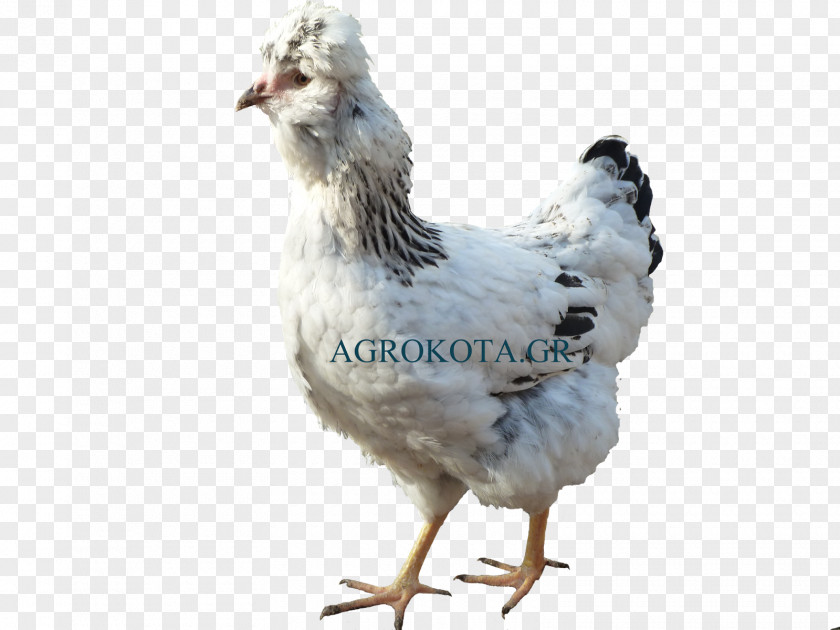 Hen Species Rooster Australorp Appenzeller Chicken As Food Poultry PNG