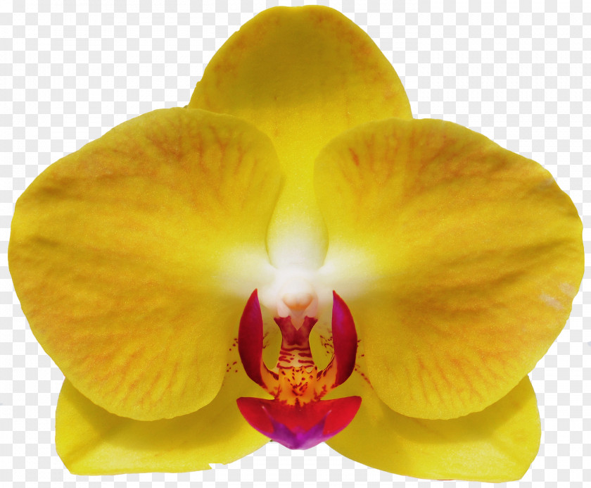 Maruko Moth Orchids Cattleya Close-up PNG