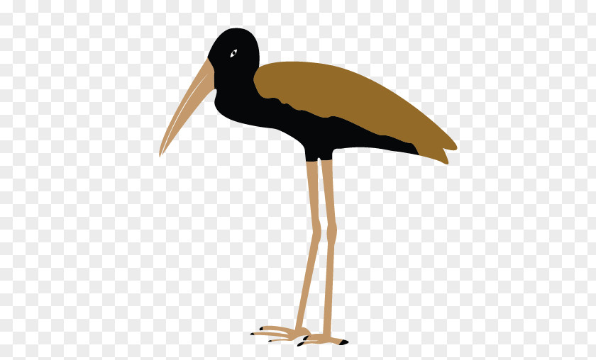 Bird White Stork Water Beak PNG