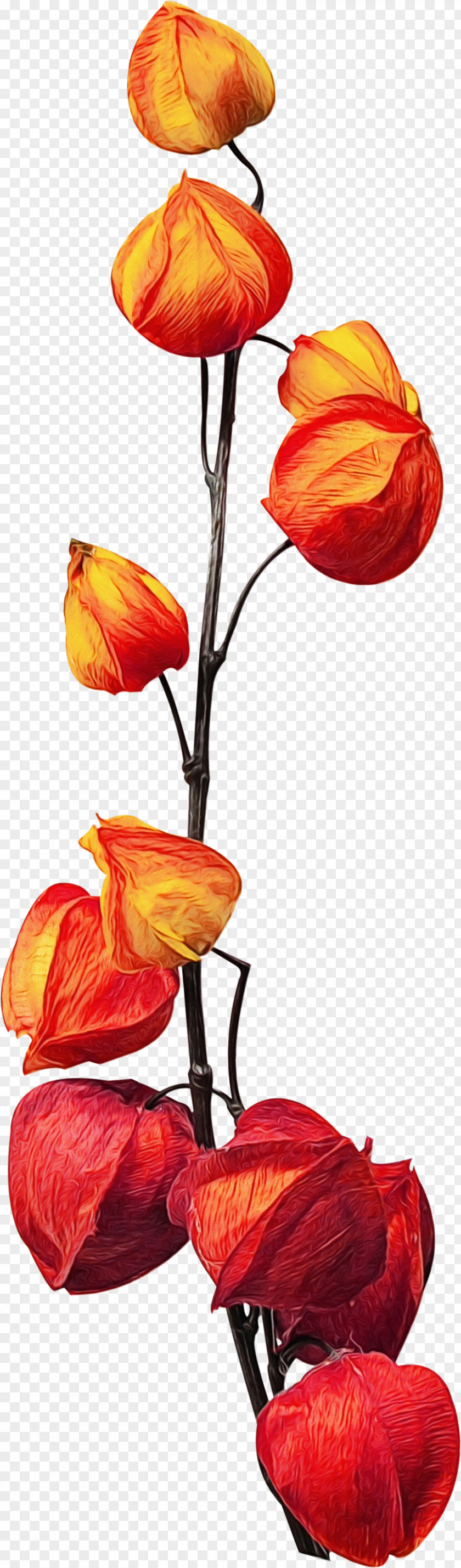 Bud Coquelicot Red Watercolor Flowers PNG