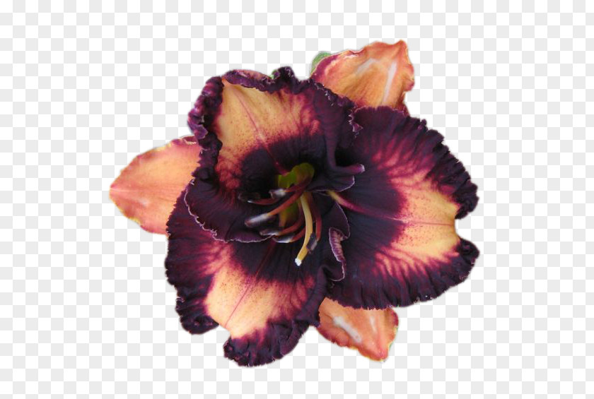 Flower Blog Diary Daylily Clip Art PNG