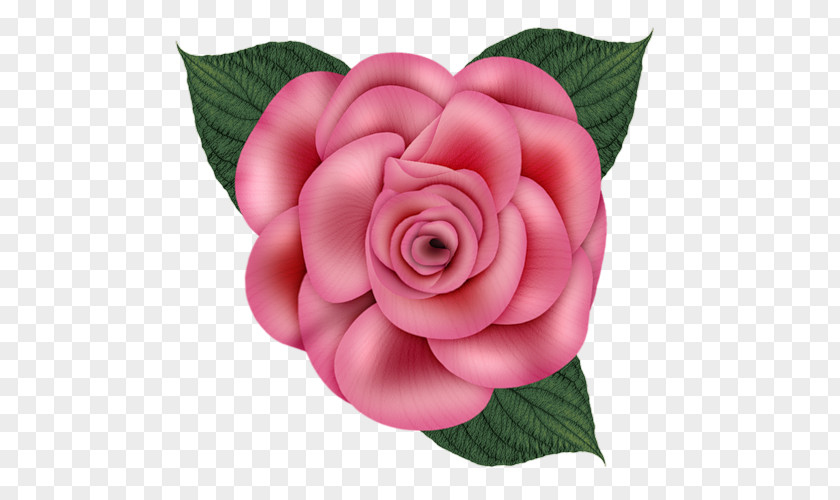 Flower Garden Roses Paper Cabbage Rose Clip Art PNG