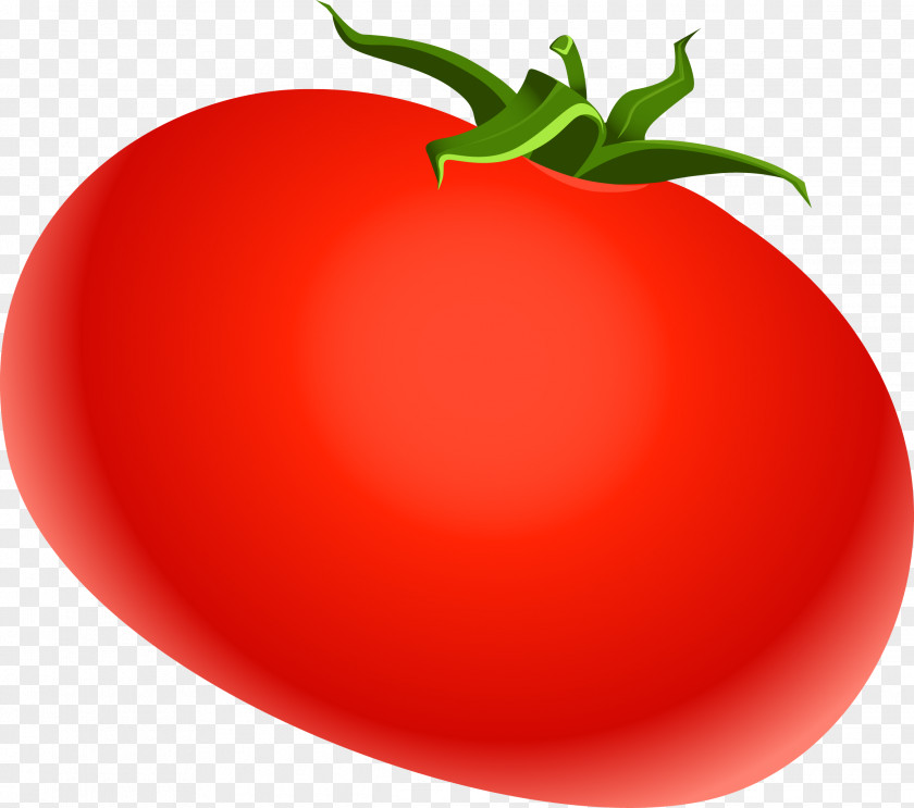 Red Tomato Vector Illustration Plum Rouge Tomate PNG