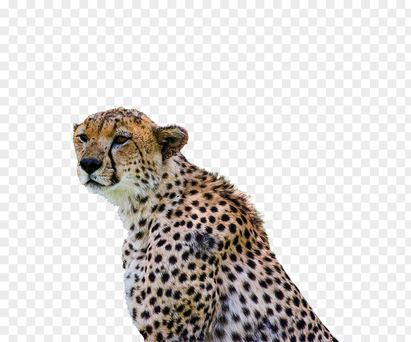 Cheetah Leopard Cat Mount Kilimanjaro Meru PNG