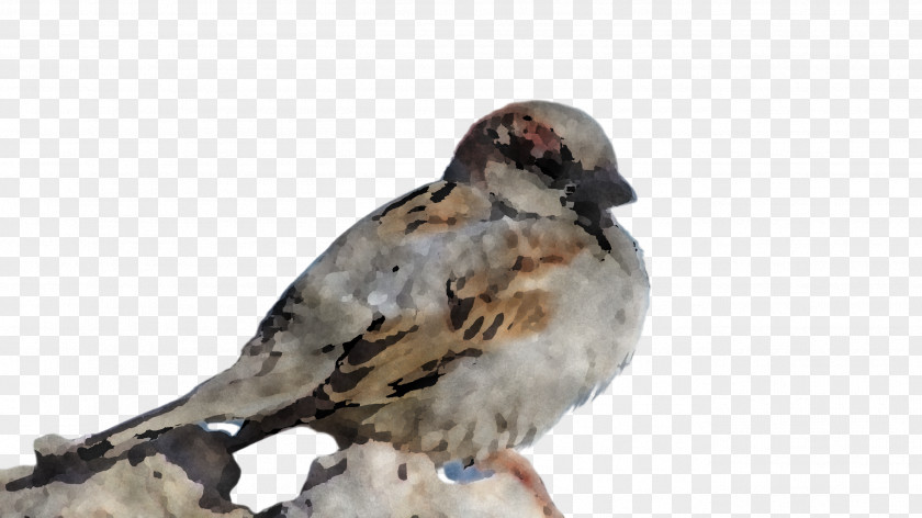 Feather House Sparrow PNG