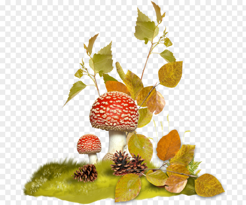 Fungus PNG