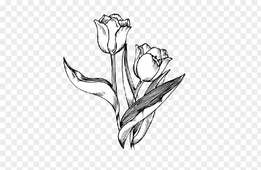 Hand-painted Tulip Drawing Flower Clip Art PNG