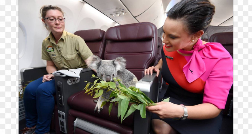 Koala Lone Pine Sanctuary Flight Airplane Qantas PNG