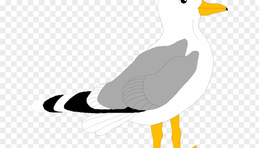 Seagal Cartoon Bird Gulls Clip Art Vector Graphics Illustration PNG