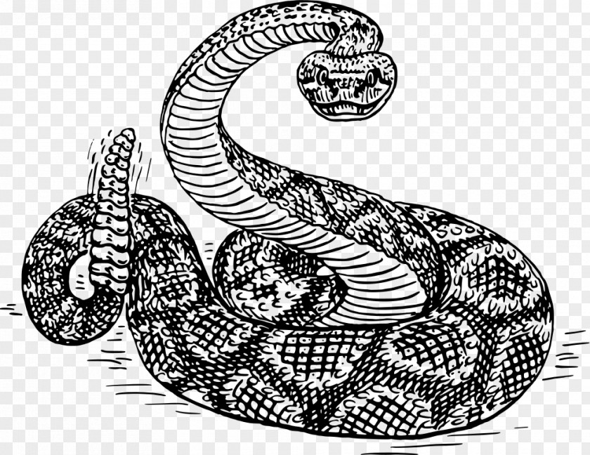 Snake Drawing Rattlesnake Snakes Clip Art Western Diamondback Eastern PNG