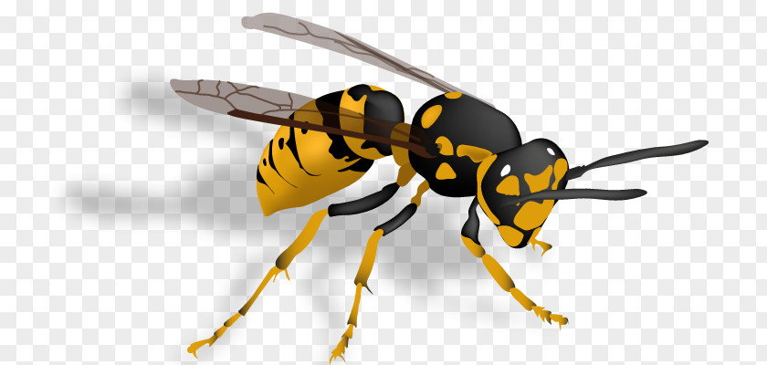 Insect Trap Hornet Bee Vespula Wasp PNG