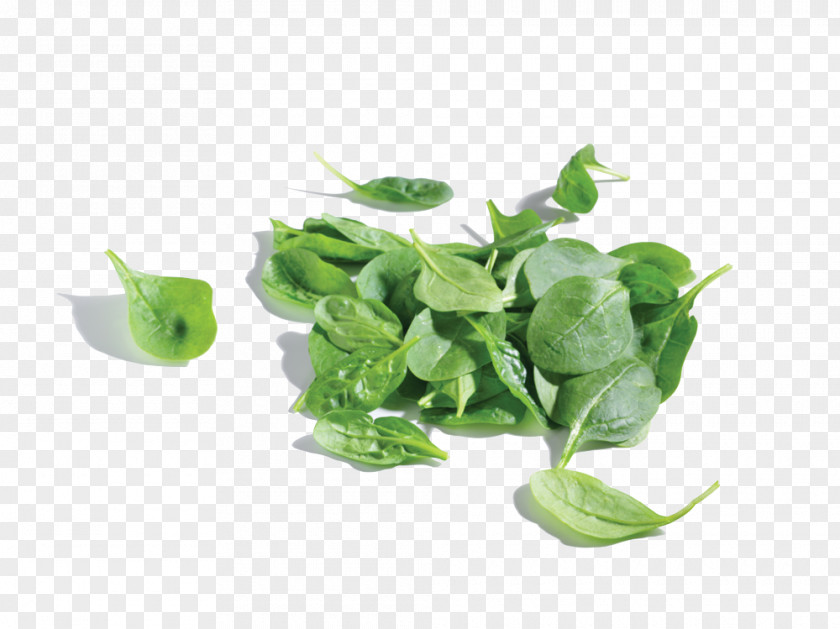Leaf Baby Food Organic Nutrient Vegetable PNG