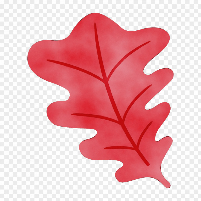 Plant Maple Leaf PNG