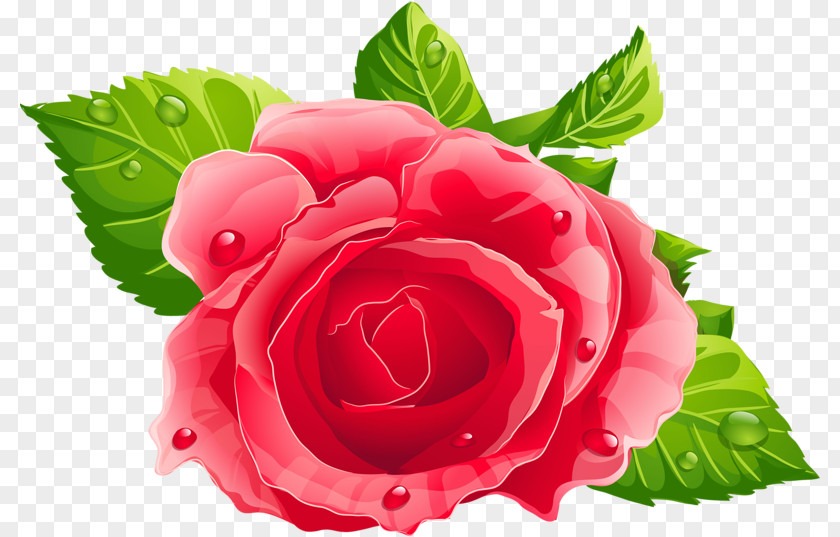 Rose Pink Clip Art PNG