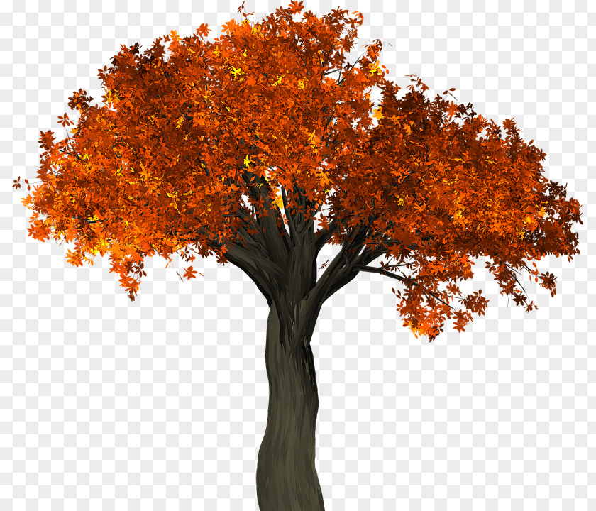 Tree Autumn Leaf Color Branch PNG
