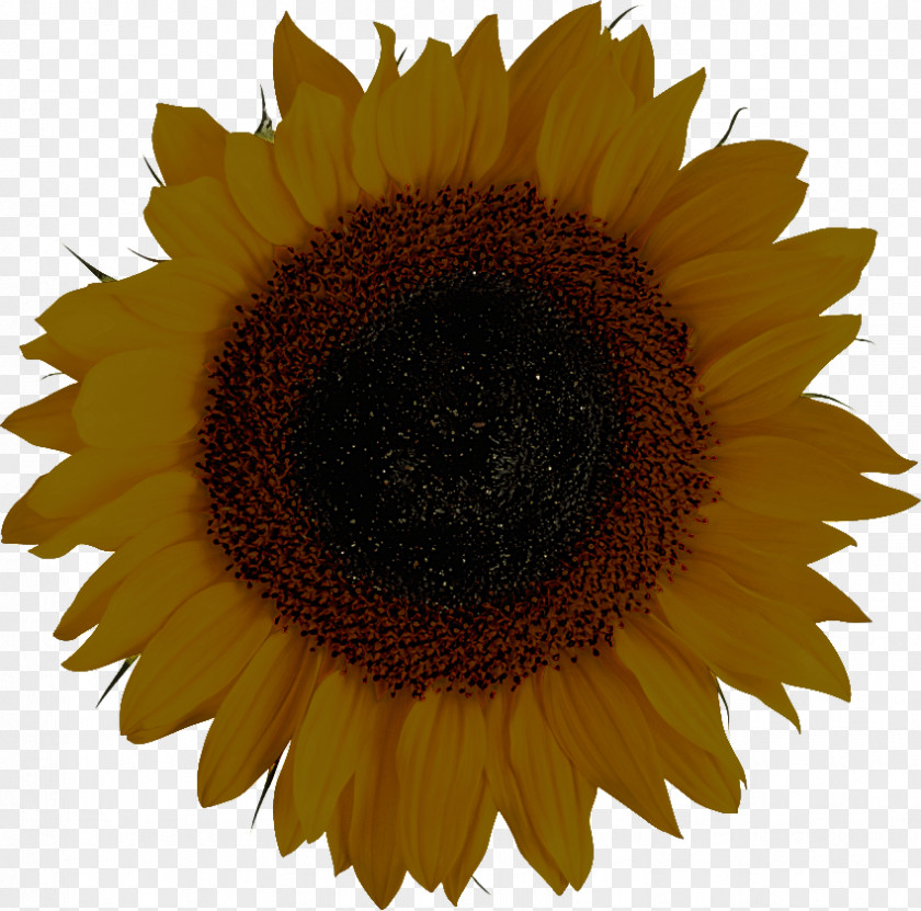 Asterales Petal Sunflower PNG