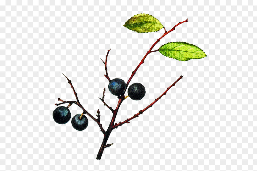 Blackthorn Bilberry Bargnolino Sloe Gin Damson PNG