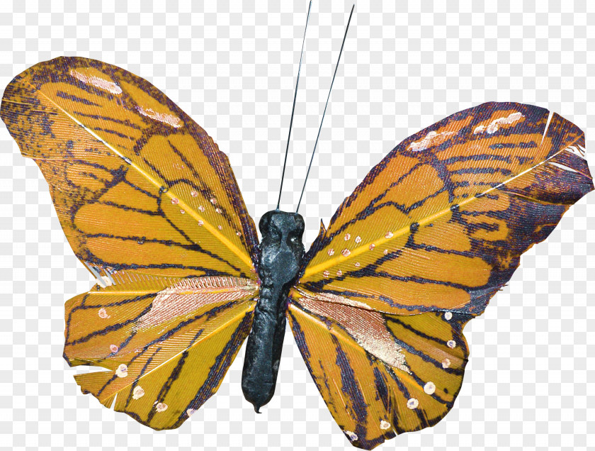 Butterfly Moth PNG