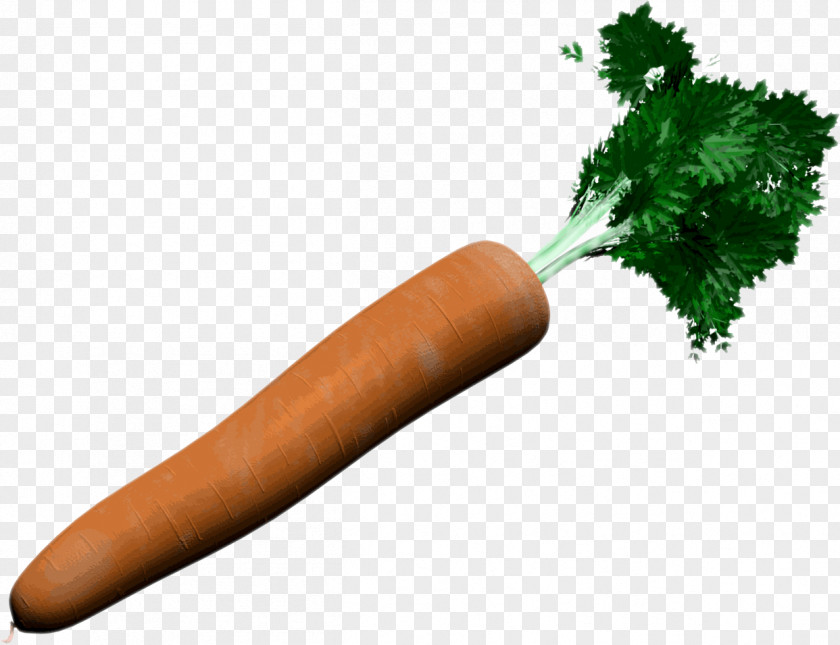 Carotte Carrot Vegetable Knackwurst PNG