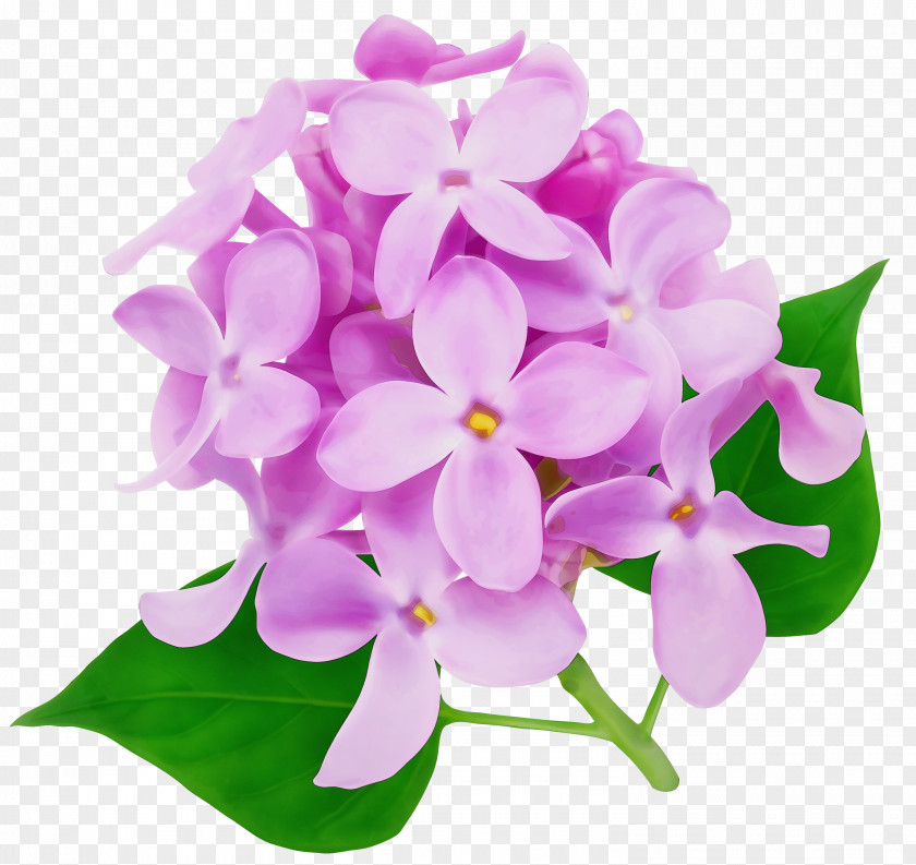 Cattleya Impatiens Bouquet Of Flowers Drawing PNG