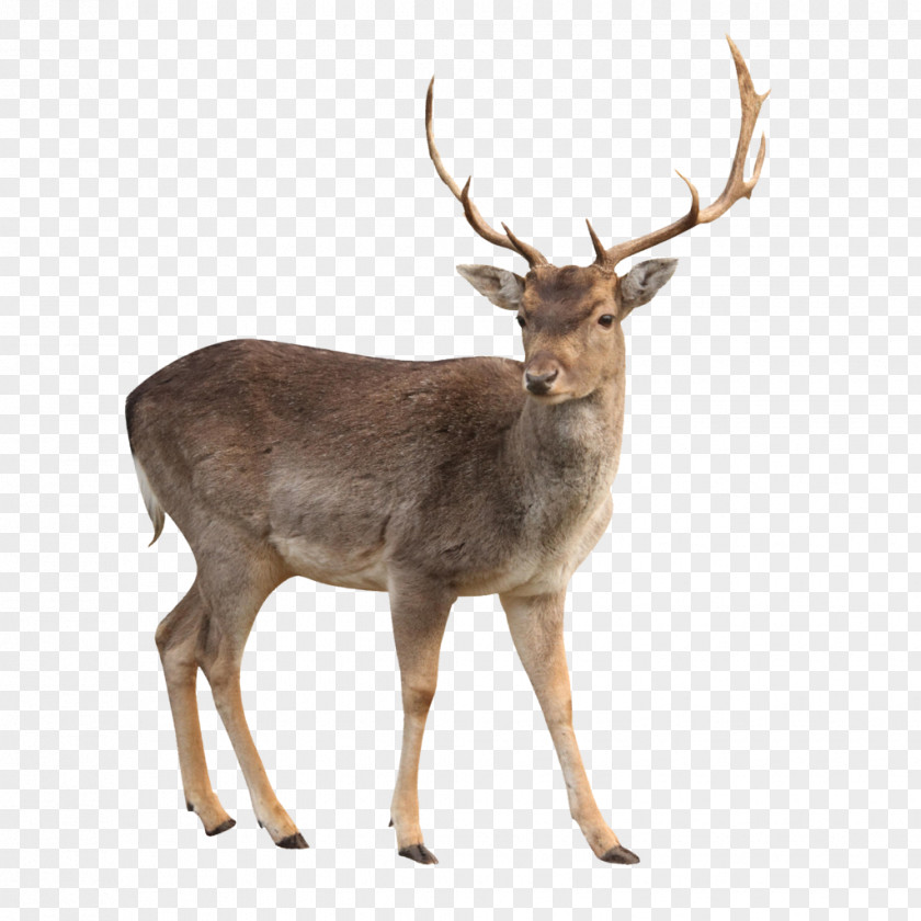 Deer Image White-tailed Reindeer Moose Elk PNG