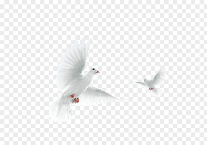 Pigeon U5927u90c1u958bu767cu80a1u4efdu6709u9650u516cu53f8 U5885u81eau6162 Columbidae Download PNG