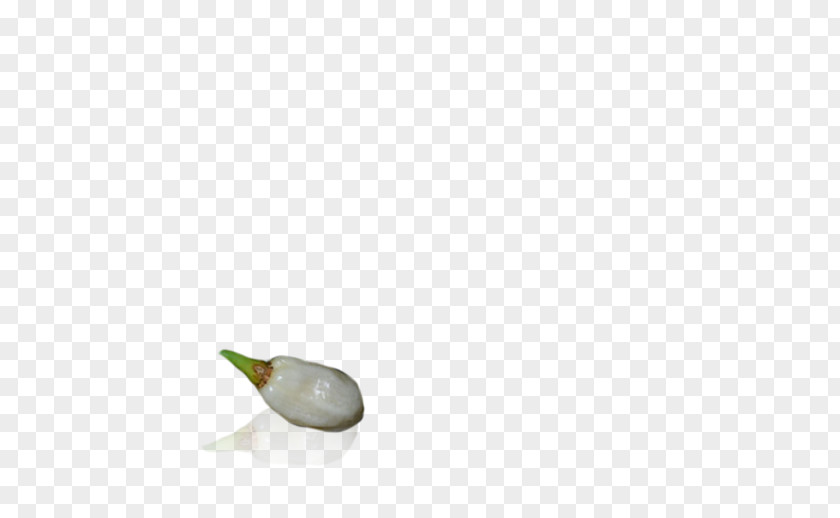 Small Pepper Water Bird PNG