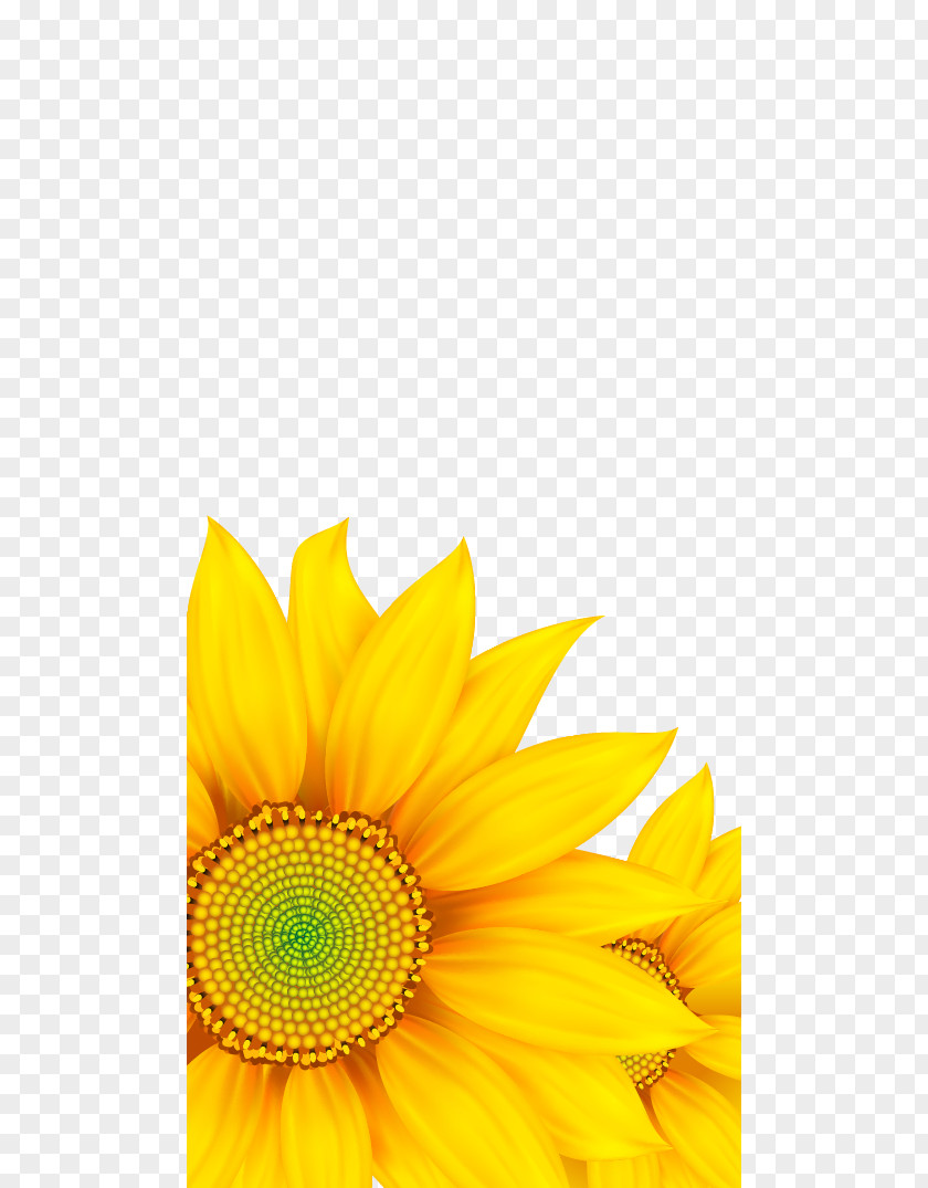 Sunflower Pattern Common Clip Art PNG