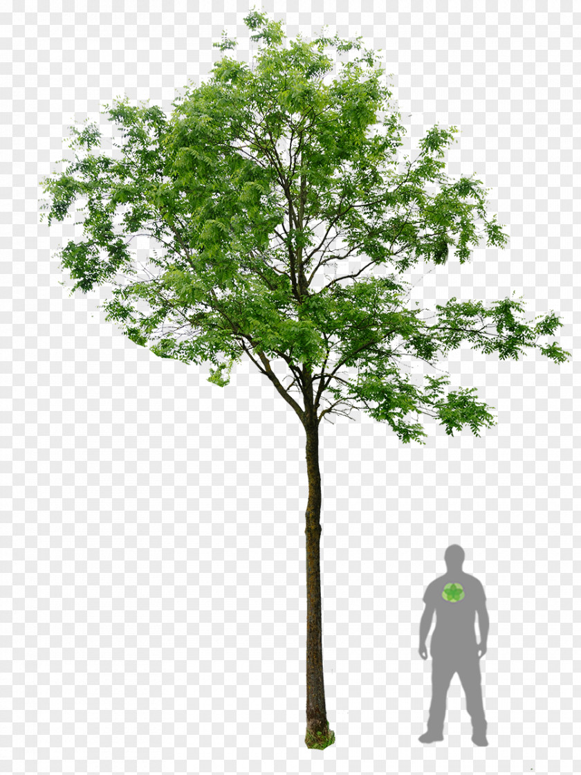 Bonsai Black Locust Populus Nigra Plane Trees Woody Plant PNG