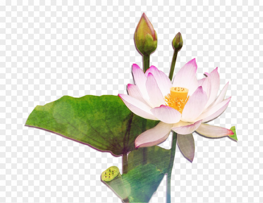 Chinese Style Lotus Nelumbo Nucifera Flower Seed PNG