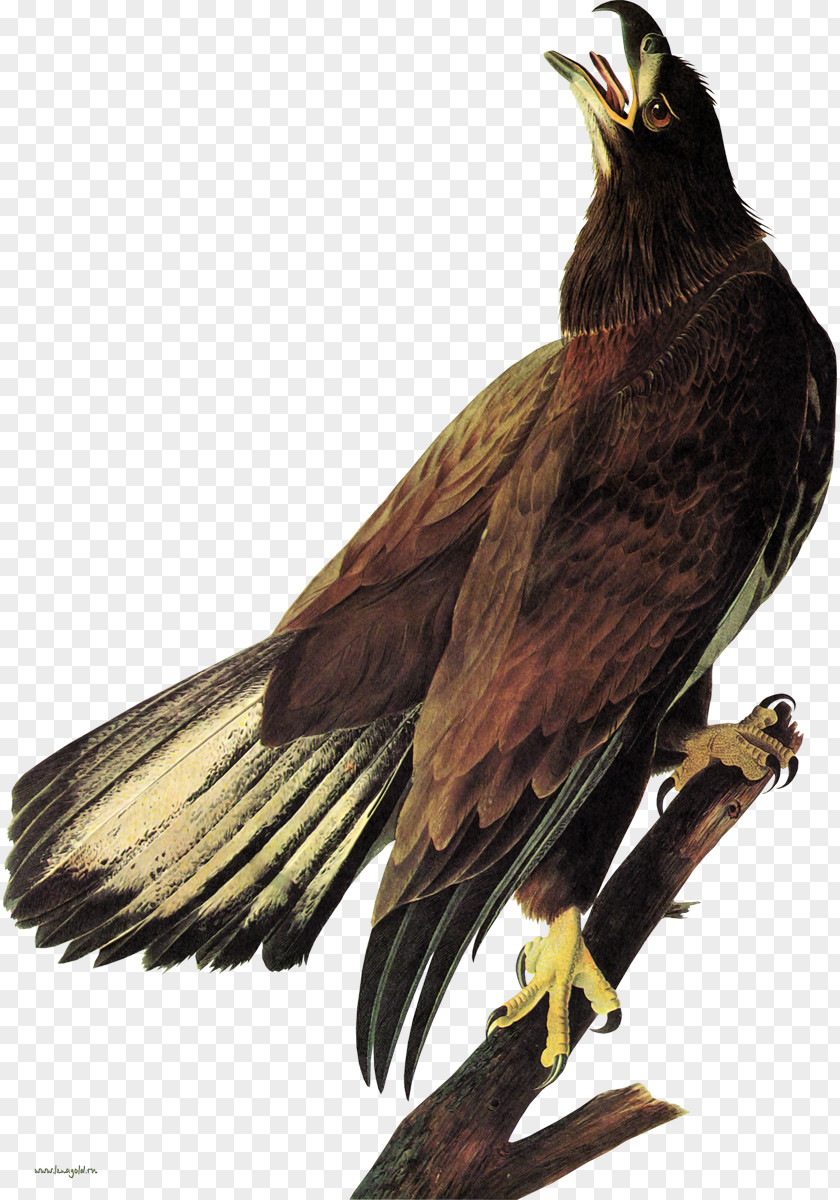Eagle Bald The Birds Of America White-tailed Hawk PNG