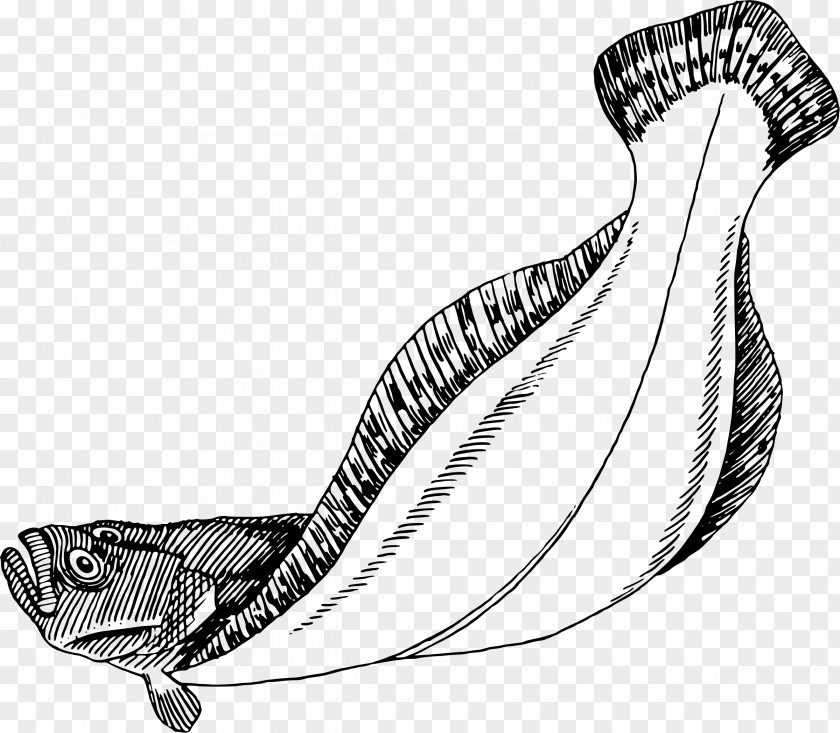 Fish Flatfish Flounder Drawing Clip Art PNG