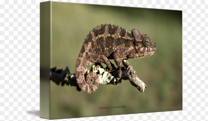 Jacksons Chameleon Chameleons Gecko African Terrestrial Animal PNG
