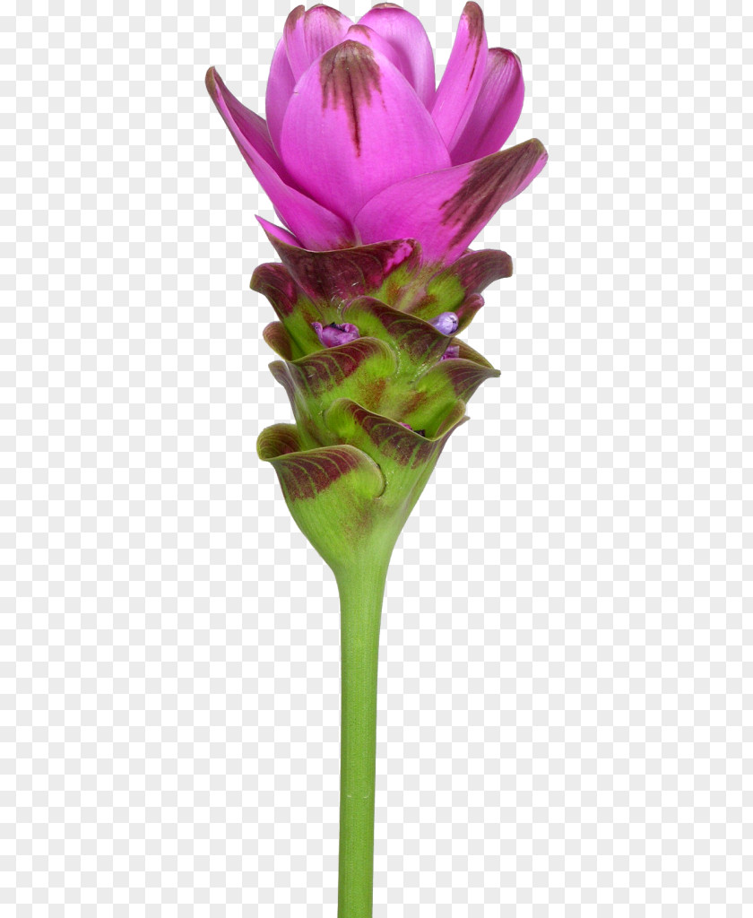 Plant Cut Flowers Siam Tulip Turmeric Rhizome PNG