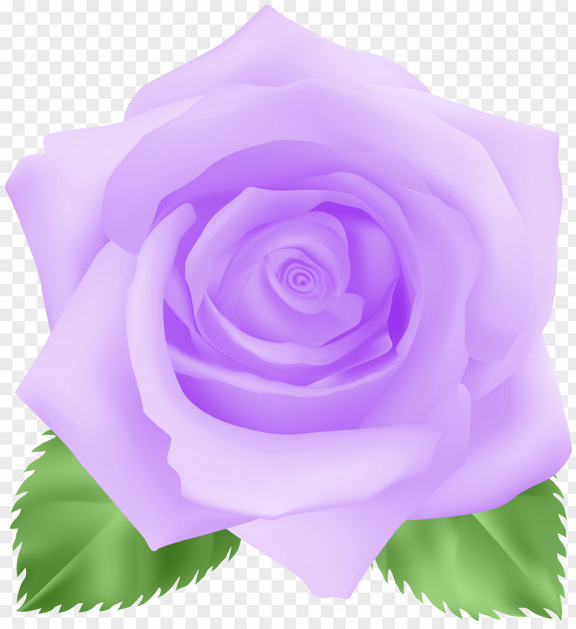 Rose Purple Clip Art Image Garden Roses Centifolia PNG