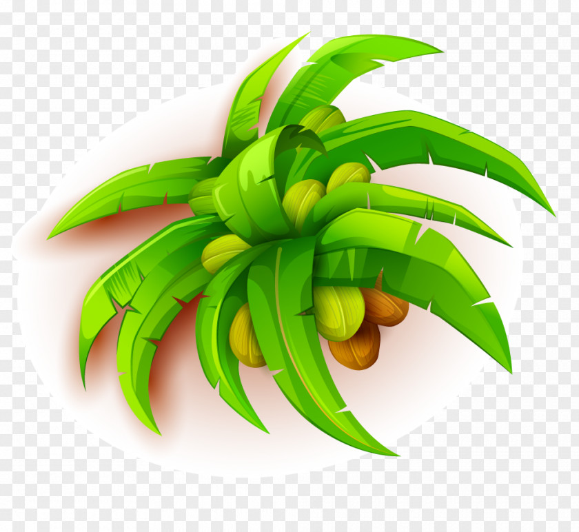 Coconut Fruit Tree PNG