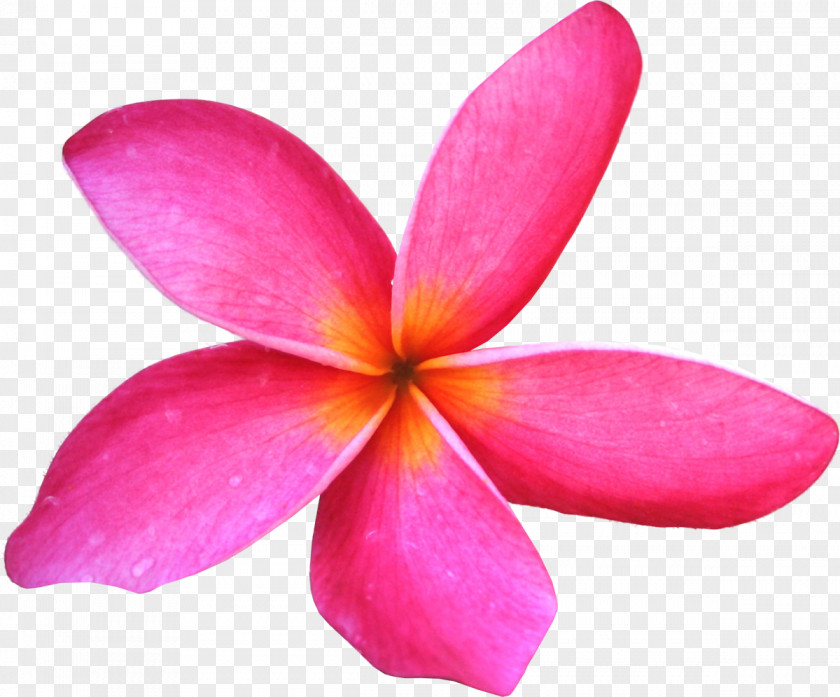 Frangipani Flower Clip Art PNG