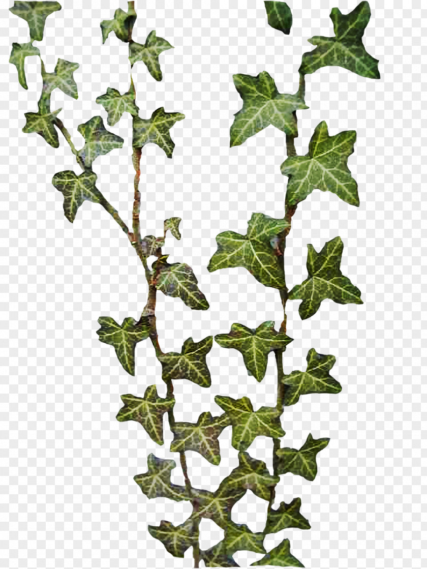 Ivy Common Hedera Nepalensis Hibernica Rhombea Canariensis PNG