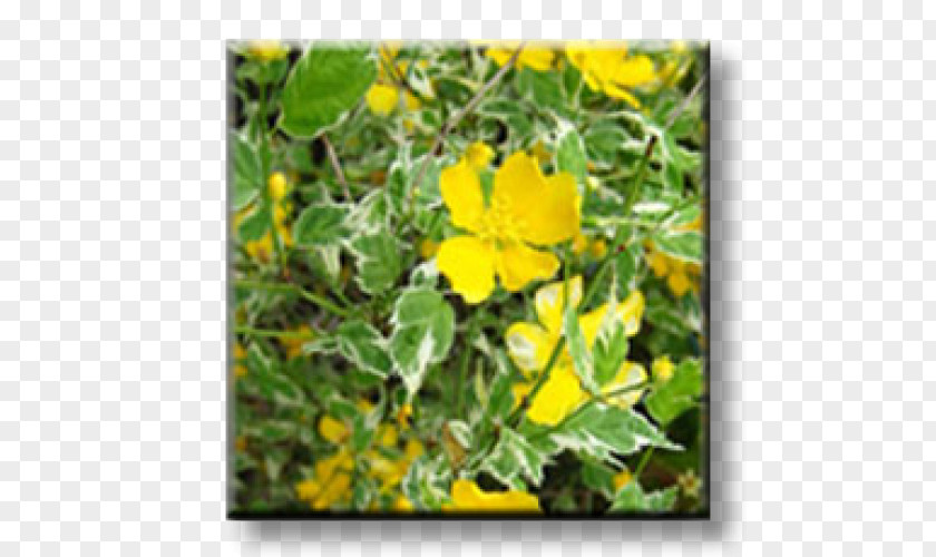 Kerria Japonica Shrub Garden Variegation Leaf PNG