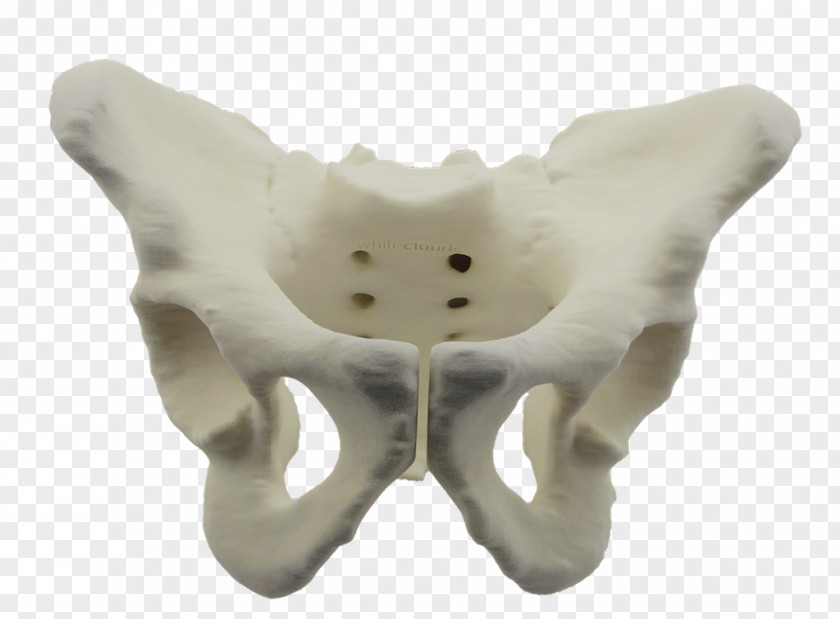 Pelvis 3D Printing WhiteClouds Bone PNG