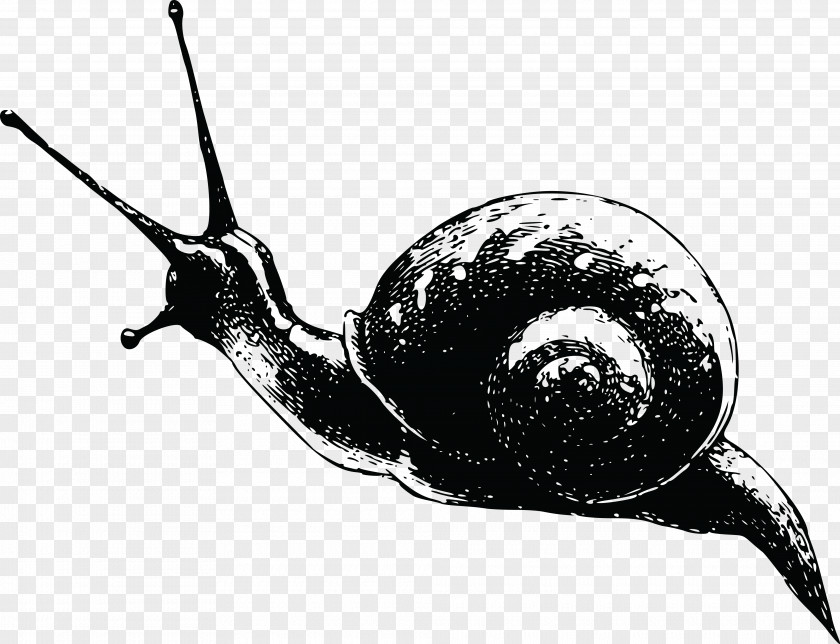 Snail Gastropods Cdr Clip Art PNG
