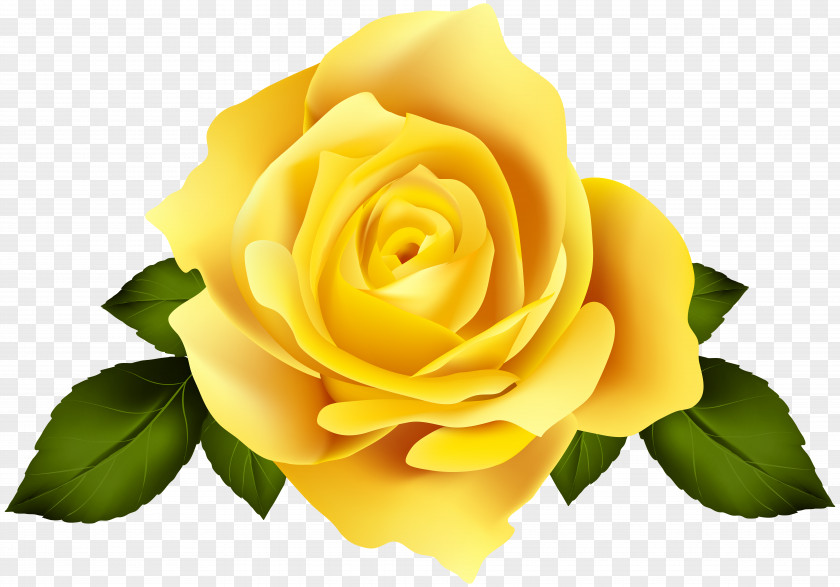Yellow Rose Flower Garden Roses Centifolia Hybrid Tea PNG