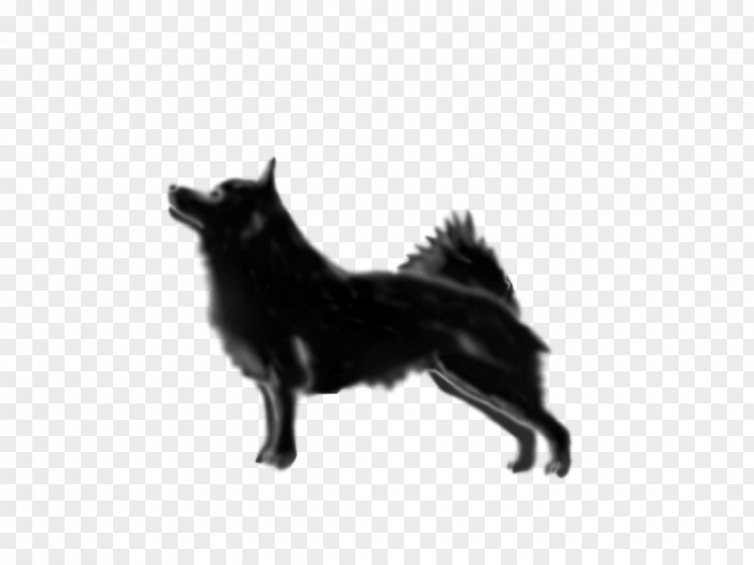 Schipperke Rare Breed (dog) Dog Group Snout PNG