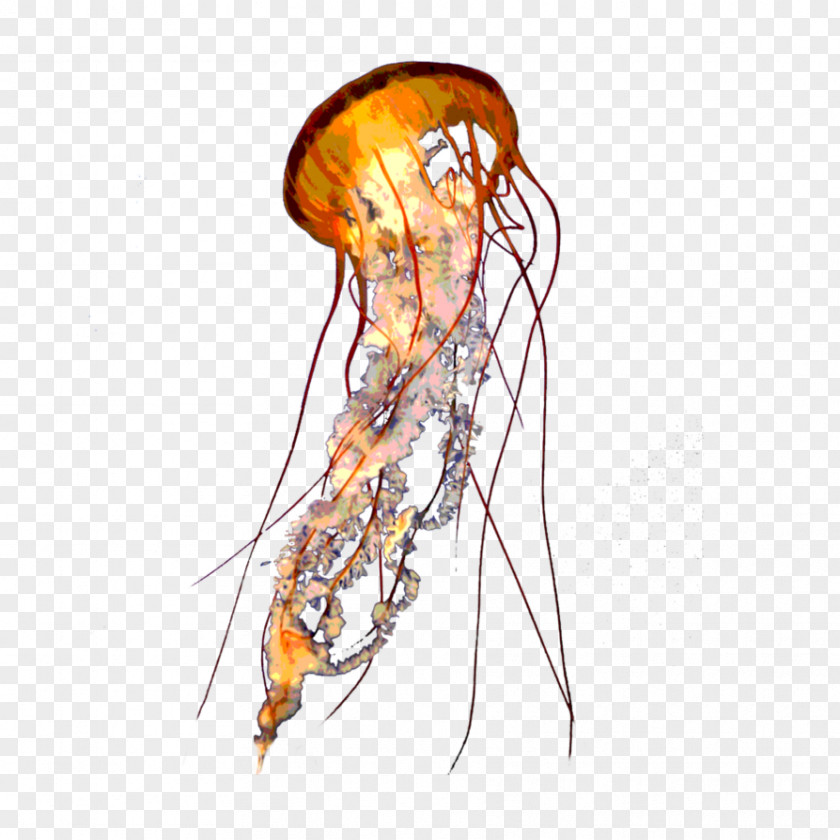 Jellyfish Lion's Mane Transparency And Translucency Aurelia Aurita PNG