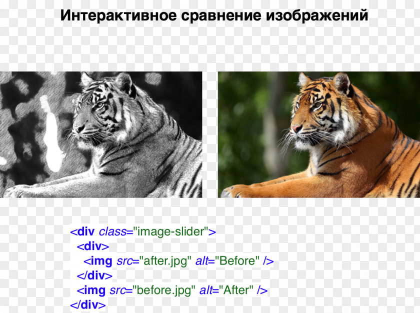 Text Area Tiger Cat Habrahabr Whiskers Cascading Style Sheets PNG