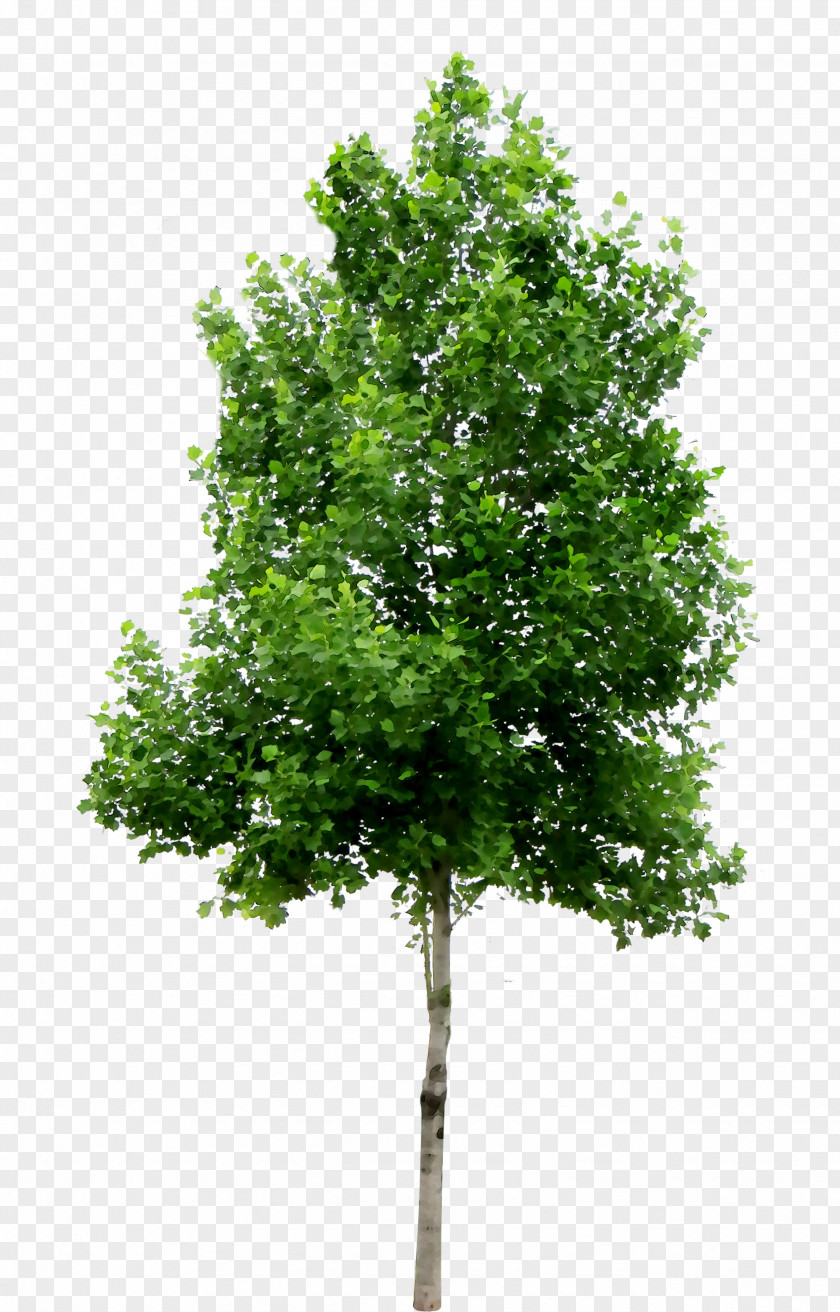 Clip Art Tree Image Download PNG