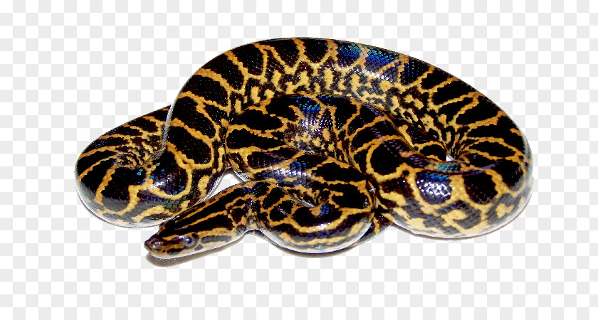 Clipart Snake Snakes Clip Art Green Anaconda Image PNG