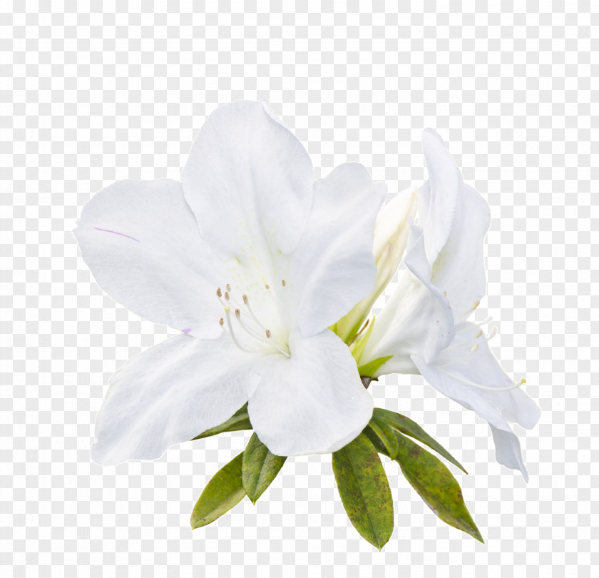 Flower Stock Photography Royalty-free PNG